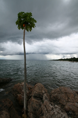 east africa, picture 9: lake tanganyika. click on the image to go to the next picture